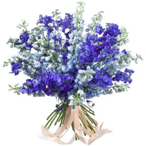 Blue Delphiniums (Variety: Blue Mirror)