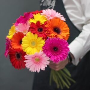 Orange Gerbera Daisies (Variety: Orange Glow)