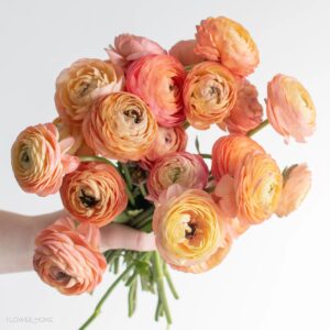 Peach Ranunculus (Variety: Hanoi)