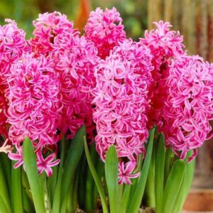 Pink Hyacinths (Variety: Pink Pearl)