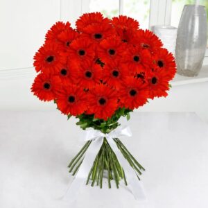 Red Gerbera Daisies (Variety: Ferrari Red)