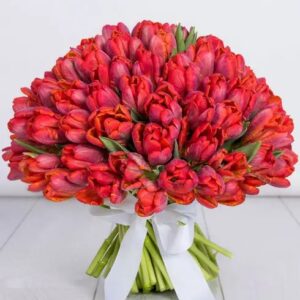 Red Tulips (Variety: Red Impression)