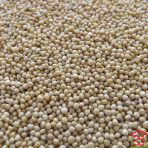 White Sorghum