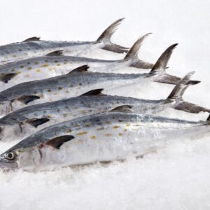 Wild-Caught Spanish Mackerel